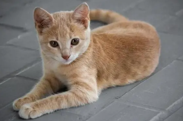 猫的寿命最长能活多少年