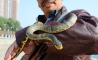 菜花蛇什么样