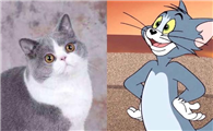 猫和老鼠的猫原型是什么猫