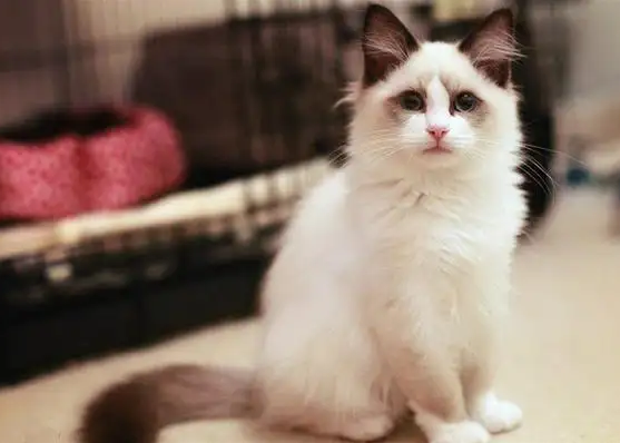 猫的尾巴大粗是好吗