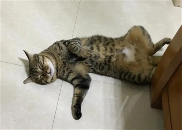 猫会不会放屁