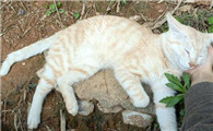 近亲繁殖的猫特征