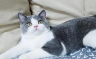 脸上有jb的猫是什么品种