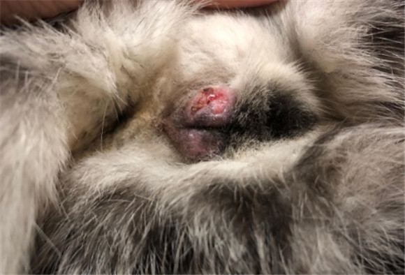 公猫绝育服跟母猫一样吗