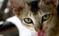 猫给主人舔头发是为什么