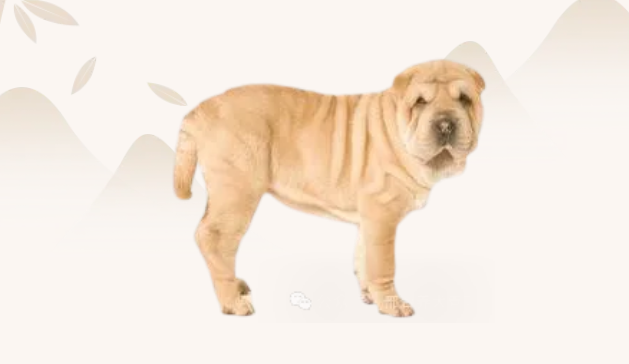 狗狗品种篇之中国沙皮犬的介绍 狗狗品种篇之中国沙皮犬的介绍