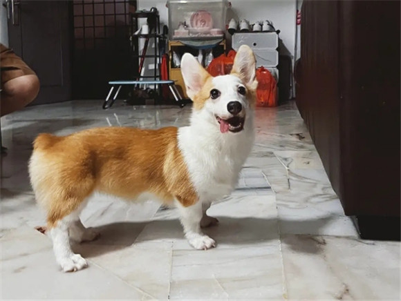 柯基耳朵耷拉下来，是什么原因