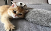 家里养什么猫最好十大排名