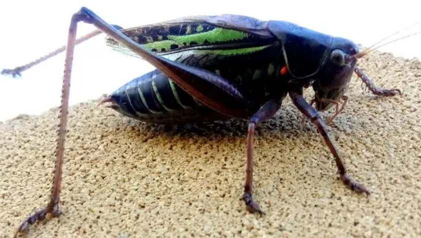 蝈蝈吃饼干吗
