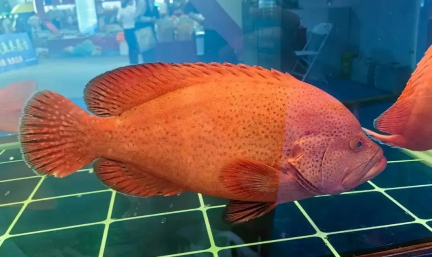 石斑鱼中最贵的品种