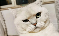 猫感到失宠的表现