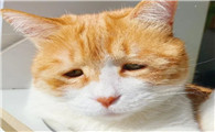 养猫久了才知道，猫咪老是叹气是这些原因！