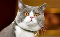 猫掉了一根胡子会有影响吗