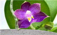 蝴蝶兰花剑分支