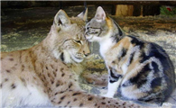 家猫和猁可以杂交吗