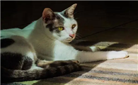 猫发情期多久时间