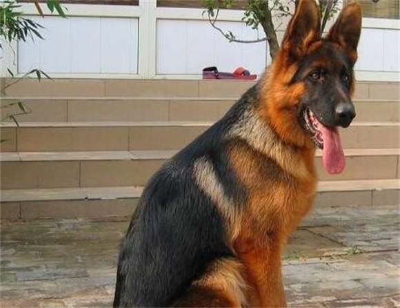 工作犬有哪些？这几种工作犬你是否都知道？