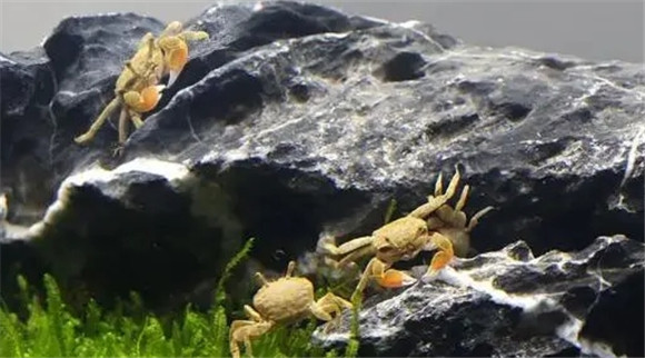 香香辣蟹怎么做