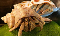 寄居蟹以什么为食