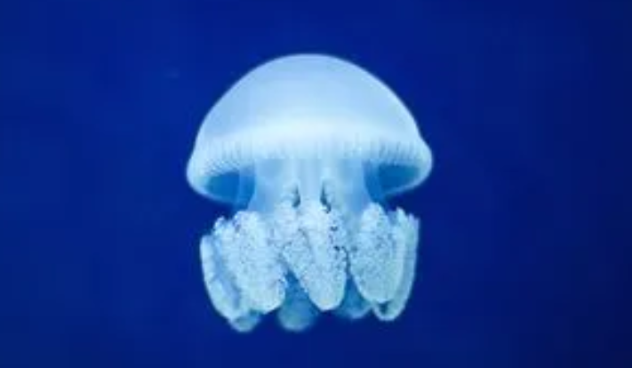 水母的消化系统