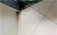 高层为啥有蚊子
