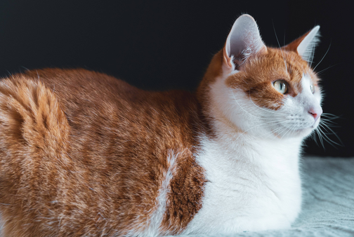 猫干呕一抽一抽的会自己好吗