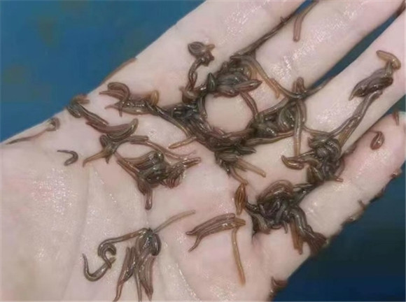 蚂蝗苗多少钱一只