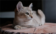 猫的痛感是人的多少倍