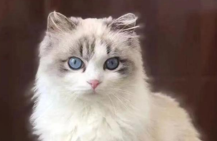 如何饲养布偶猫,让它更健康的成长 如何饲养布偶猫,让它更健康的成长