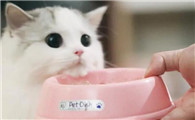 猫咪挑食怎么办？教你几招让主子乖乖吃饭！