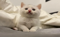 猫癫疯病怎么才能治好