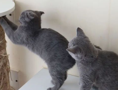 猫犯错被打吓尿了有事吗