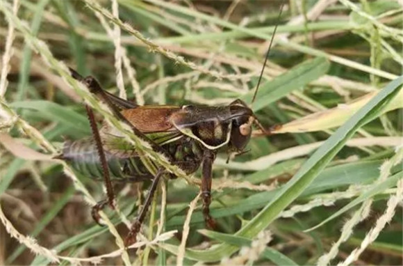 蝈蝈可以飞吗