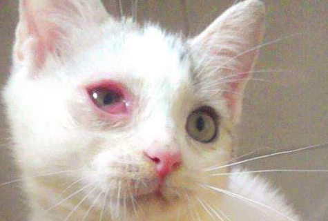 猫的眼睛红肿流泪是什么症状