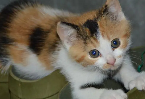 金枪鱼对猫的危害