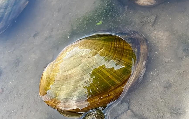 河蚌如何清理视频 河蚌如何清理视频