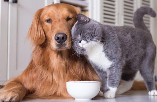 猫和狗谁的眼睛好使 猫和狗谁的眼睛好使