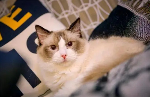 猫发出的各种叫声含义