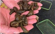 水蛭功效与用量