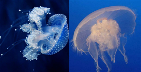 水母和海蜇区别