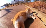 猫刚生完一个月又怀孕了