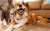 猫和狗喜欢什么味道