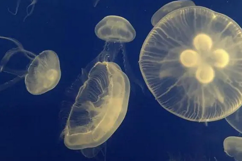 海龟吃不吃水母
