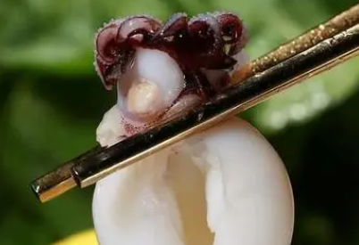 墨鱼的热量高吗 墨鱼的热量高吗