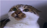 猫耳朵向两边压平