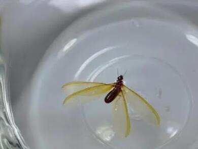白蚁的翅膀是什么颜色