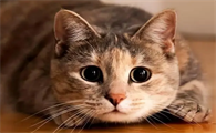 猫咪最反感的4种行为，可别在不经意间让猫咪讨厌你