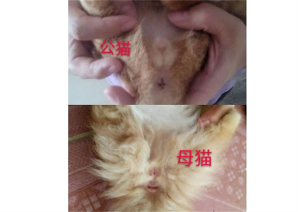 公猫和母猫哪个好养