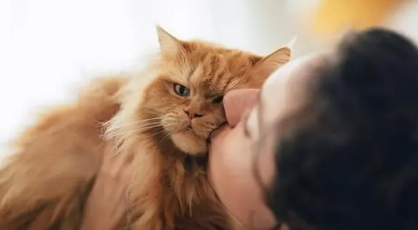 猫很亲近你是什么预兆