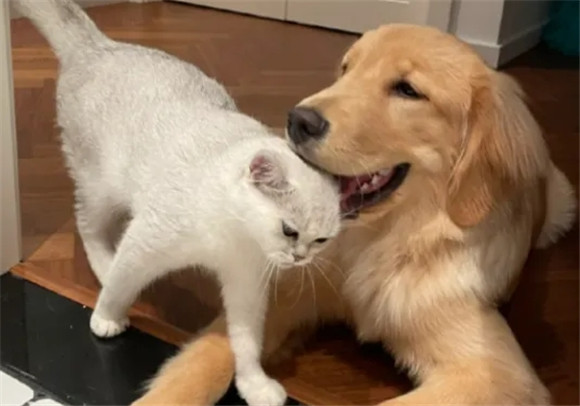 猫狗双全，真那么美好吗？宠物间的矛盾很多人不知